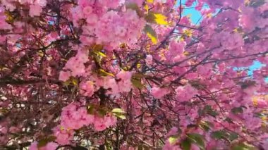 Japonya 'nın ulusal parkında bahar sakurasının pembe rengi