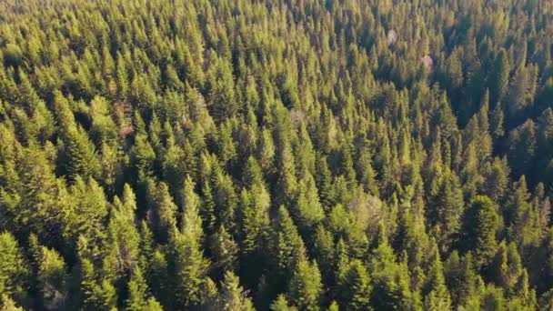 Flug über den Wald grüner leuchtender Weihnachtsbäume. Eine Drohne fliegt über einen dichten Wald grüner Bäume. — Stockvideo