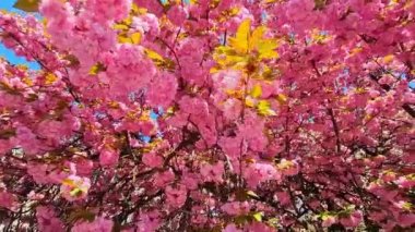 Japonya 'nın ulusal parkında bahar sakurasının pembe rengi