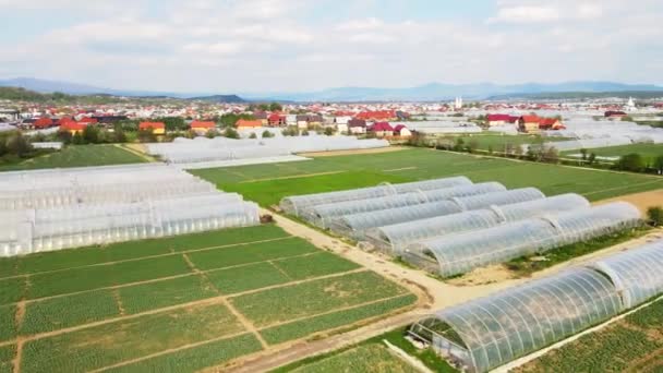 Vista aérea de los campos de invernadero de las plantaciones verdes para el cultivo de verduras. agricultura hidropónica. — Vídeo de stock