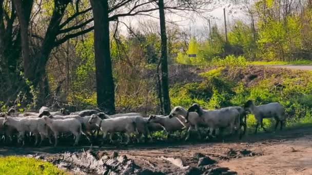 Un berger paît un troupeau de moutons. Un troupeau de moutons se déplace à travers la campagne et avec un beau paysage. — Video