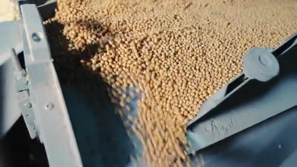 Industriële verwerking van sojabonen. Reiniging voor de verdere opslag van sojabonen. — Stockvideo