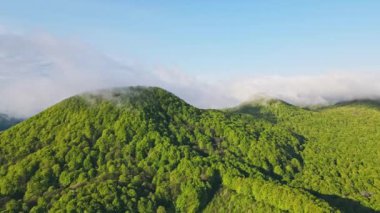Yeşil ağaçlar ve muhteşem bir sabah sisi ile kaplı güzel bir dağ manzarası. Sabah dağlarının güzel manzarası.