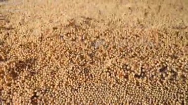 Titreşim depolama ve soya fasulyesi temizliği. Endüstriyel ölçekte soya fasulyesi deposu.