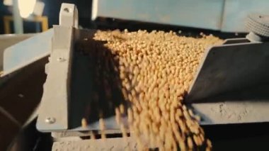 Soya fasulyelerinin endüstriyel üretimi. Daha fazla soya fasulyesi depolamak için temizlik..