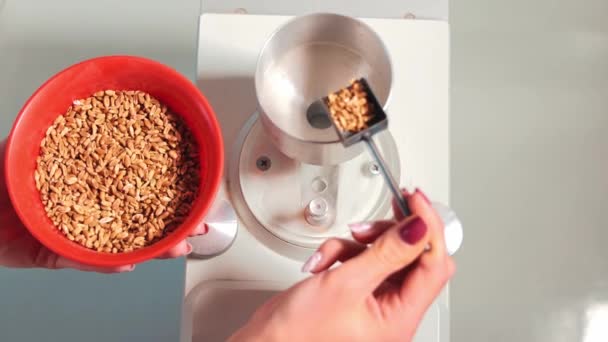 Labrant pesa qualche chicco per la ricerca. Pesatura dei semi di frumento in laboratorio per determinare l'idoneità delle colture. Una mano di donna si addormenta sul peso di un chicco di grano — Video Stock