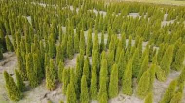 Thuja tohumları endüstriyel ölçekte büyüdü. İçinde kozalaklı ağaçların filizleri olan bir tarla. Tarım sektörü
