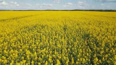 Gökyüzü manzaralı, mavi gökyüzü ve bulutlu, açan sarı kolza tohumu hasadı.