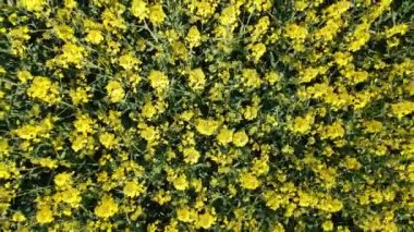 Arazide sarı kolza tohumu havadan görünüyor. Tarlada olgunlaşmış bir ırz düşmanı.