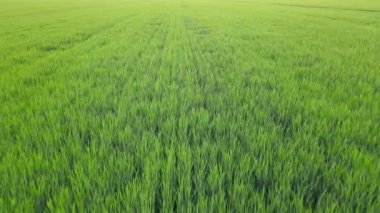 Yazın yetişen yeşil buğday tarlaları. Bir tarlanın üzerinden uçmak ve yeşil buğday dikenleri