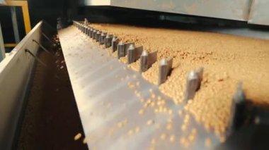 Soya fasulyelerinin endüstriyel üretimi. Daha fazla soya fasulyesi depolamak için temizlik..