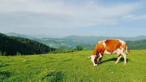 Αγελάδα μόνη τρώει πράσινο γρασίδι σε ένα λιβάδι σε μια ηλιόλουστη μέρα στα βουνά. — Αρχείο Βίντεο