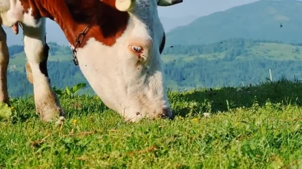 Vache seule mangeant de l'herbe verte dans une prairie par une journée ensoleillée dans les montagnes. — Video