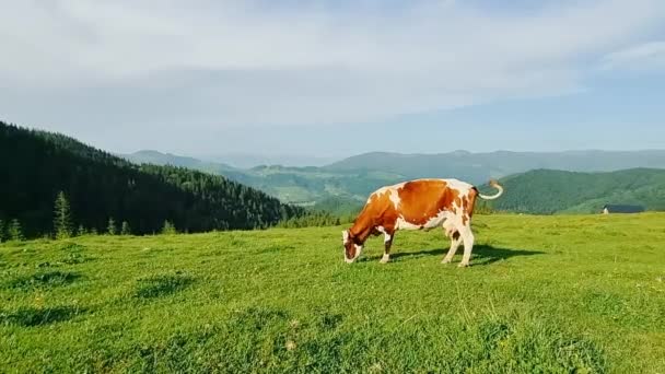 Vache seule mangeant de l'herbe verte dans une prairie par une journée ensoleillée dans les montagnes. — Video
