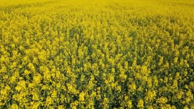 Gökyüzü manzaralı, mavi gökyüzü ve bulutlu, açan sarı kolza tohumu hasadı.