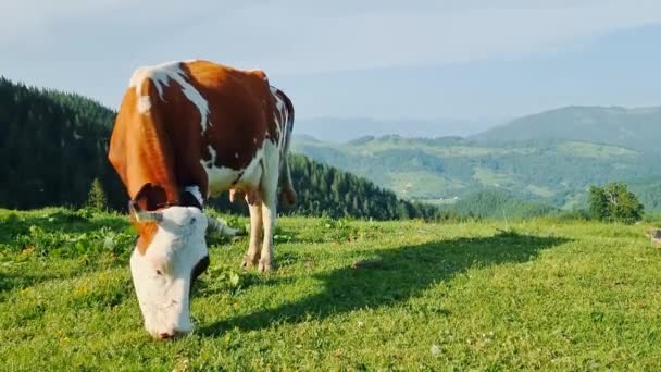 Корова в одиночку ест зеленую траву на лугу в солнечный день в горах. — стоковое видео