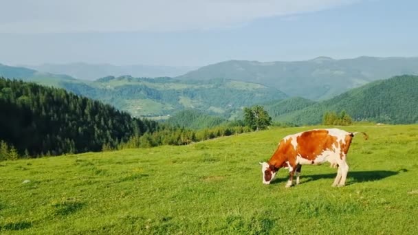 Koe alleen eten groen gras op een weide op een zonnige dag in de bergen. — Stockvideo