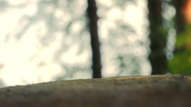 Bir atletin bacağı yerde duruyor ve bir polen kaldırıyor. Hızlı koşu ve bacak yakın çekim