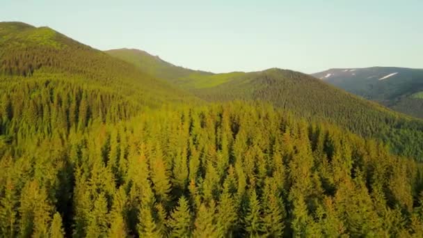 Flug aus der Luft Die Berge sind am frühen Morgen des Sommers mit grünen Weihnachtsbäumen bedeckt. Grüne Bäume in den Bergen. Nationalpark in der Ukraine. — Stockvideo