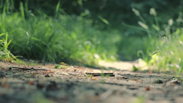 우크라이나. 리비우. 13.07.2021 Legs 의 운동 선수 가 숲의 오솔길을 따라 근접하고 있습니다. 신속하게 움직이는 먼지. 아침에 조깅 공원에 최대닫습니다. 뛰는 남자, 운동 화, 다리 달리 기를 닫습니다 — 비디오