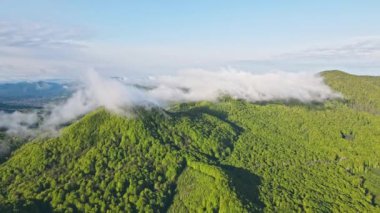 Bulutlarla kaplı bir dağın tepesinde havadan uçuş. Yoğun orman ve bahar yeşillikleriyle dolu güzel bulutlarla kaplı bir dağ. # Sabah dağda #