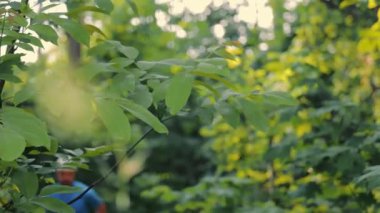 Ormanda koşan adam, aktif yaşam tarzı. Odaklanamayan sporcu. Genç bir erkek sporcu çalıların arasındaki patikada koşuyor. Sabah koşusu, adam koşuyor.