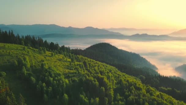 Bosque de pino verde brumoso con copas de abetos y rayos del amanecer que brillan a través de las ramas en las montañas de otoño — Vídeos de Stock