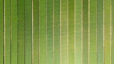 Genç buğday ve buğday çeşitlerinden yaşlı dalyankalarla tarlaların üzerinden uç.