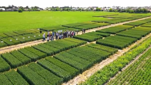 A group of farmers are able to continue cultivating varieties of wheat and wheat on previous dilyankas. Post-production of agricultural crops. — Stock Video