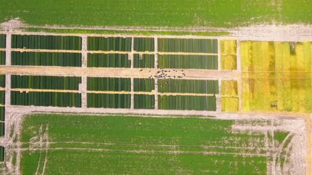 Onderzoek van verschillende soorten tarwe en rogge. Uitzicht van bovenaf op een perceel met tarwevariëteiten en een groep boeren die een tarwe- en gerstvariëteit inspecteren en kiezen. — Stockvideo