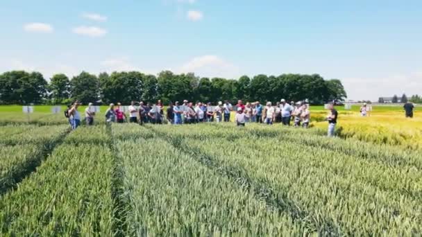 Ukraina Lwów. 02.08.2021 Grupa rolników jest w stanie kontynuować uprawę odmian pszenicy i pszenicy na poprzednich dilyankach. Postprodukcja upraw rolnych. — Wideo stockowe