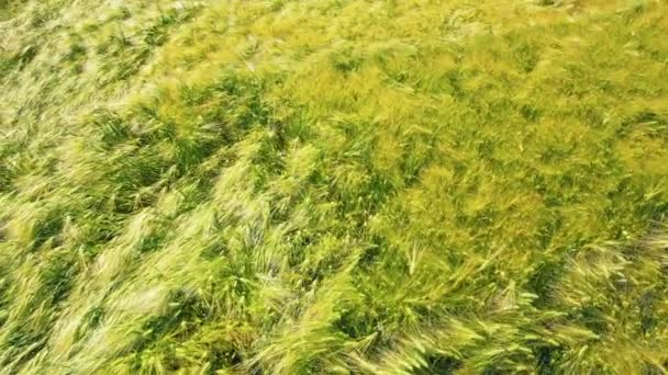 Las espiguillas del centeno cierran el color verdoso-amarillo. Rendimiento de centeno que todavía está creciendo en el campo. Espiguillas de centeno en el campo — Vídeo de stock