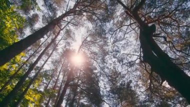 Güneş ışınları ağaçların tepelerini delip geçiyor. Ormandaki ağaç tepeleri ve güneş ışınları. Aşağıdan yukarıya, ağaç gövdeleri
