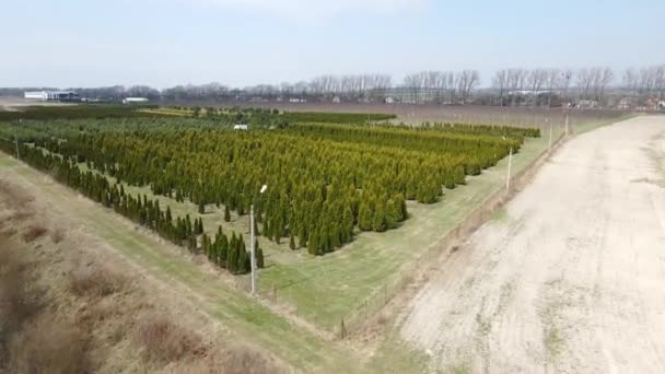 Flygvy Växande barrträd i stor skala. Barrträd och thuja för att skapa landskapsarkitektur. Industriell odling av barrträd. — Stockvideo