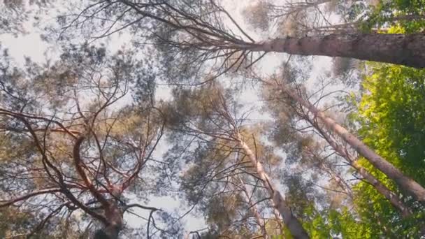 Toppar och bark av träd på en bakgrund av blå himmel. Toppen av tallar i skogen genom grenarna som du kan se den blå himlen. Utsikt över skogen nedifrån och upp — Stockvideo