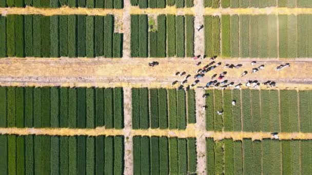 Farmers in the field among different varieties of planted fields of wheat and rye. Rye and wheat harvest and a group of farmers. Post-production of agricultural crops. Top view — Stock Video