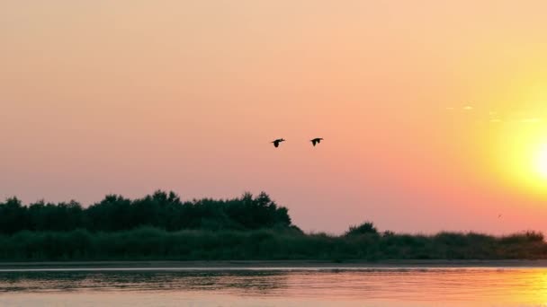 Vogels vliegen bij zonsopgang. Silhouet van twee vogels die over het water vliegen op een achtergrond van zonsopgang. — Stockvideo