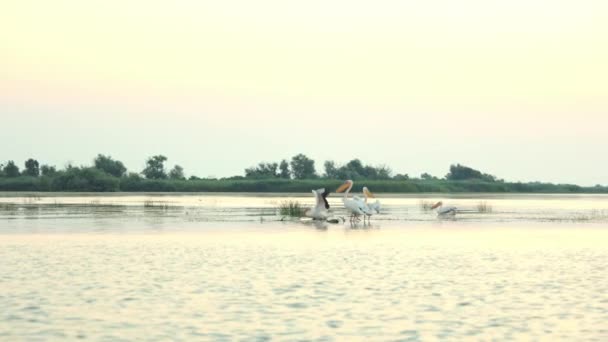 Pelikáni v rezervaci stojí ráno za úsvitu v mělké vodě. Pohled z lodi. — Stock video