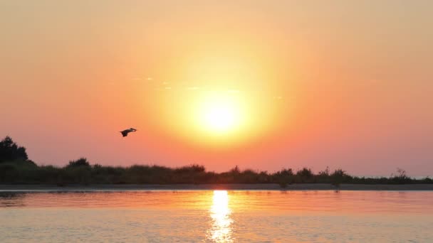 El pelícano vuela al amanecer. Silueta de un pelícano volando en cámara lenta contra el telón de fondo del amanecer sobre el mar. — Vídeos de Stock