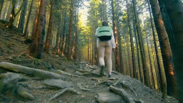 Frau, die in einem dichten Märchenwald unterwegs ist und nach oben klettert. Blick auf eine Frau und den Wald von hinten. Frau mit Rucksack im dunklen Wald unterwegs — Stockvideo