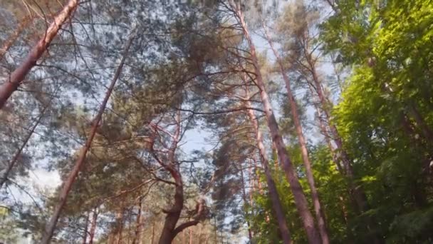 枝越しに森の中の松の木の上から青空が見える。底からの森の眺め — ストック動画