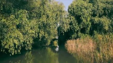 Kanal ya da nehirdeki tekneden ve sık ormandaki görüntülerden. Vahşi yaşam kanalında seyahat edin..