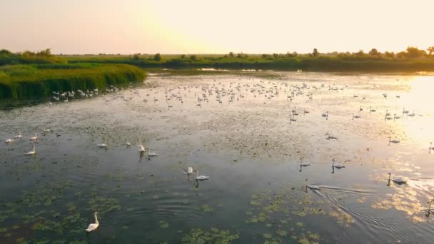 Cigni allo stato brado in un parco nazionale in uno zaino all'alba. Un grande gregge di cigni crogiolarsi al sole del mattino. — Video Stock