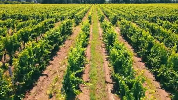 Авиационный полет над зелеными виноградниками Украины. Промышленное выращивание винограда. — стоковое видео