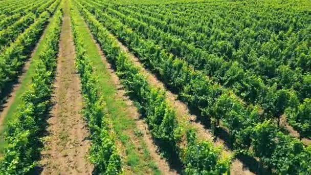 ウクライナの緑のブドウ畑の上の航空便。ブドウの工業栽培. — ストック動画