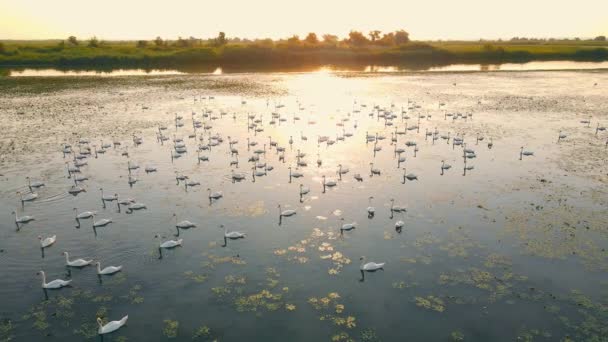 Cigni nella riserva sull'acqua presto all'alba. — Video Stock