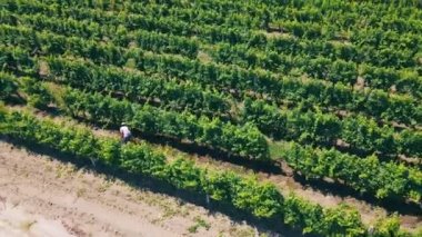 Üzümle ilgilenen insanlar. Üzüm yetiştiriyor. Üzüm tarlasında uçmak ve üzüm yetiştiren insanlar..