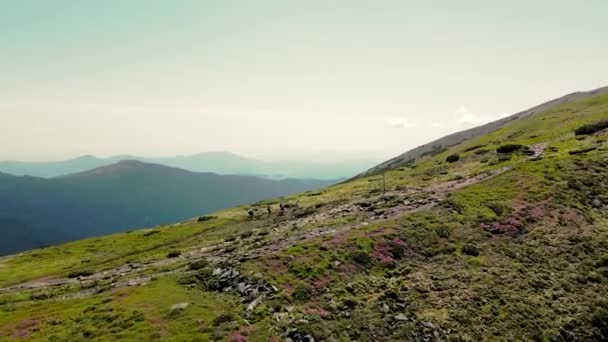 Cuatro excursionistas caminan hasta la cima de la montaña con mochilas en los hombros. Vista aérea, vista lateral de los turistas. Senderismo en las montañas. Extraordinaria belleza de los Cárpatos de un pájaro — Vídeo de stock