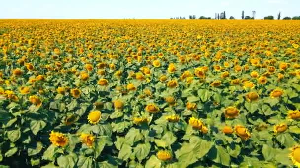 Aerial Low flight over a large field of ripe sunflowers. Ripe sunflowers in summer on a sunny day. Industrial cultivation of sunflower. — Stock Video