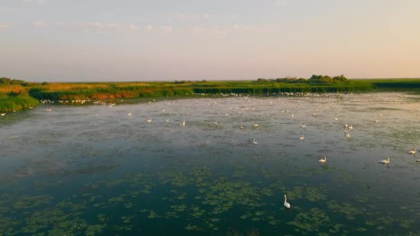 Hay un gran rebaño de cisnes en la zona de reserva. Cisnes en el descenso del sueño en el milkyd. — Vídeos de Stock